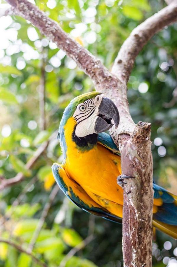 Hotel - Granja De Animales San Basilio De Palenque San Basilio del Palenque 外观 照片
