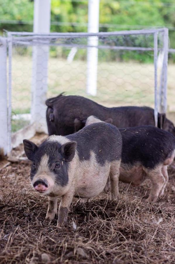 Hotel - Granja De Animales San Basilio De Palenque San Basilio del Palenque 外观 照片