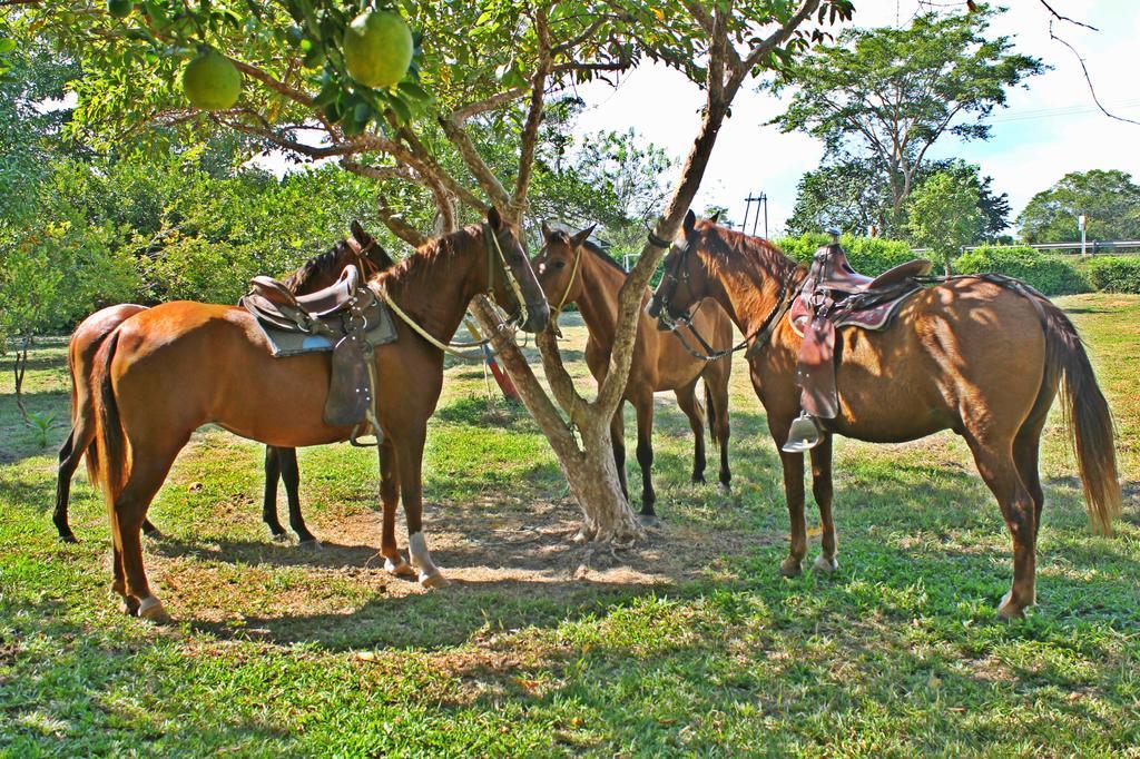 Hotel - Granja De Animales San Basilio De Palenque San Basilio del Palenque 外观 照片